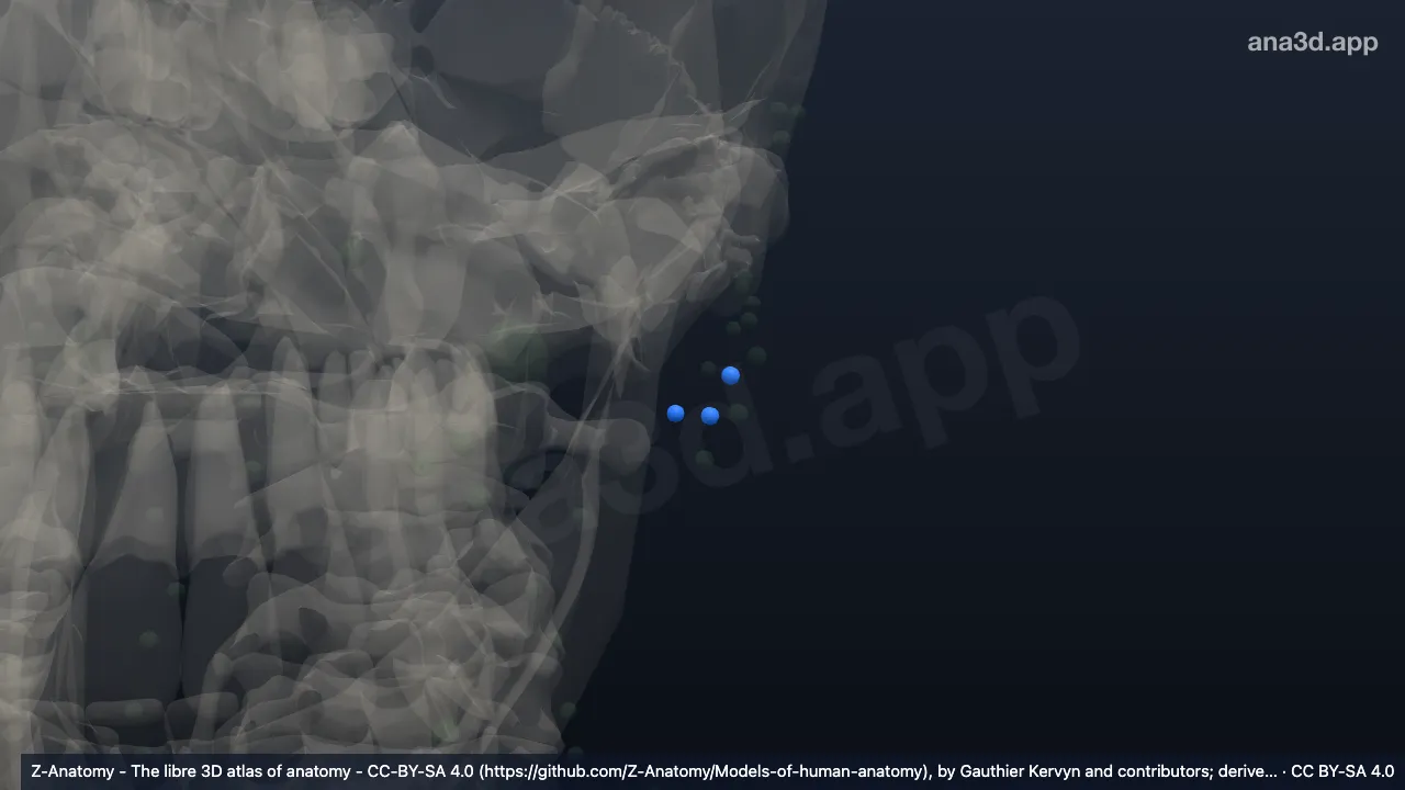 3D-Modell: Linke Nodi lymphoidei parotidei superficiales