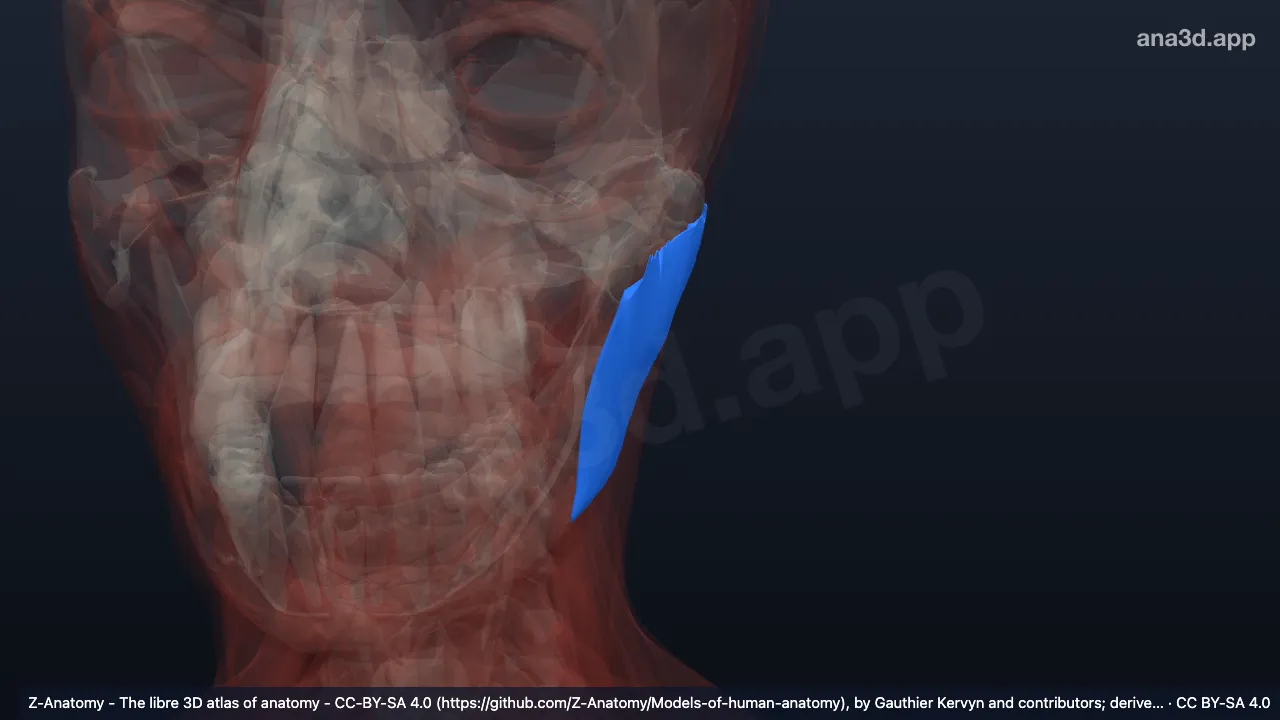 Model 3D: Bagian superfisial otot maseter kiri