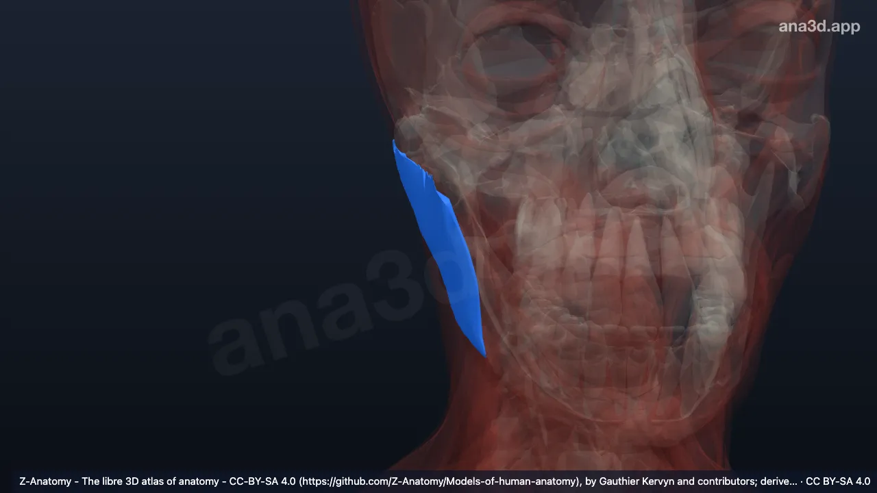 3D 模型：右咬肌浅部