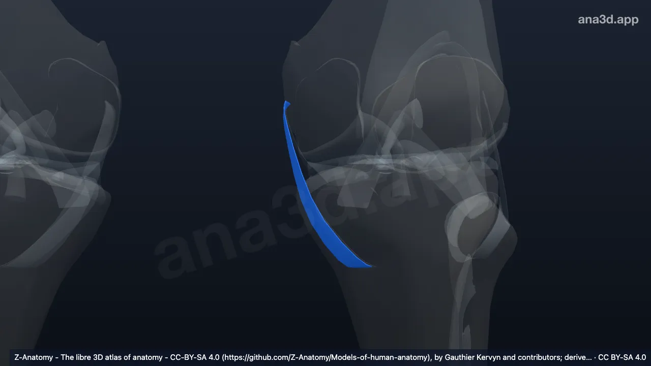 Model 3D: Bagian superfisial ligamen kolaterale tibiale kiri