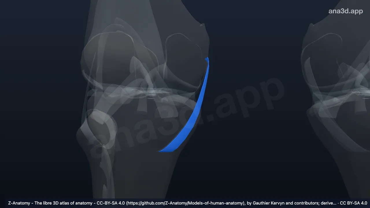 3D-Modell: Rechte Pars superficialis ligamenti collateralis tibialis