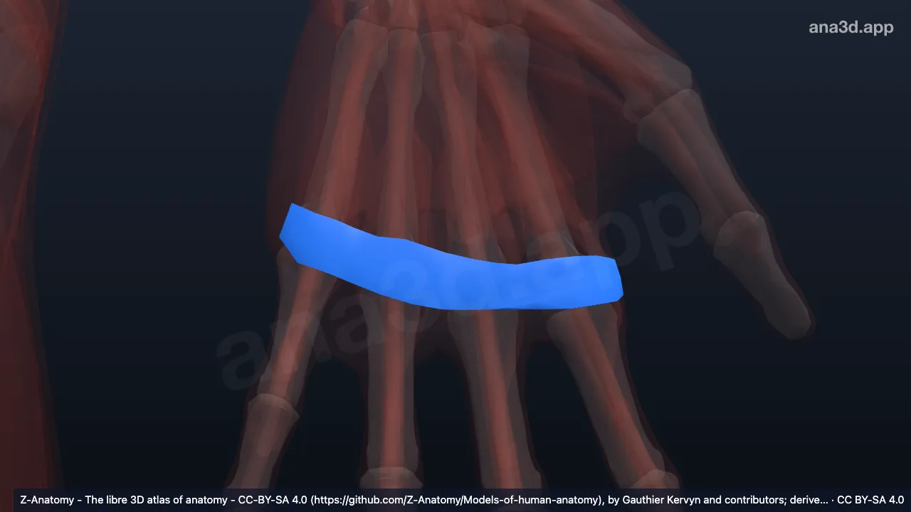 3D model: left superficial transverse metacarpal ligament