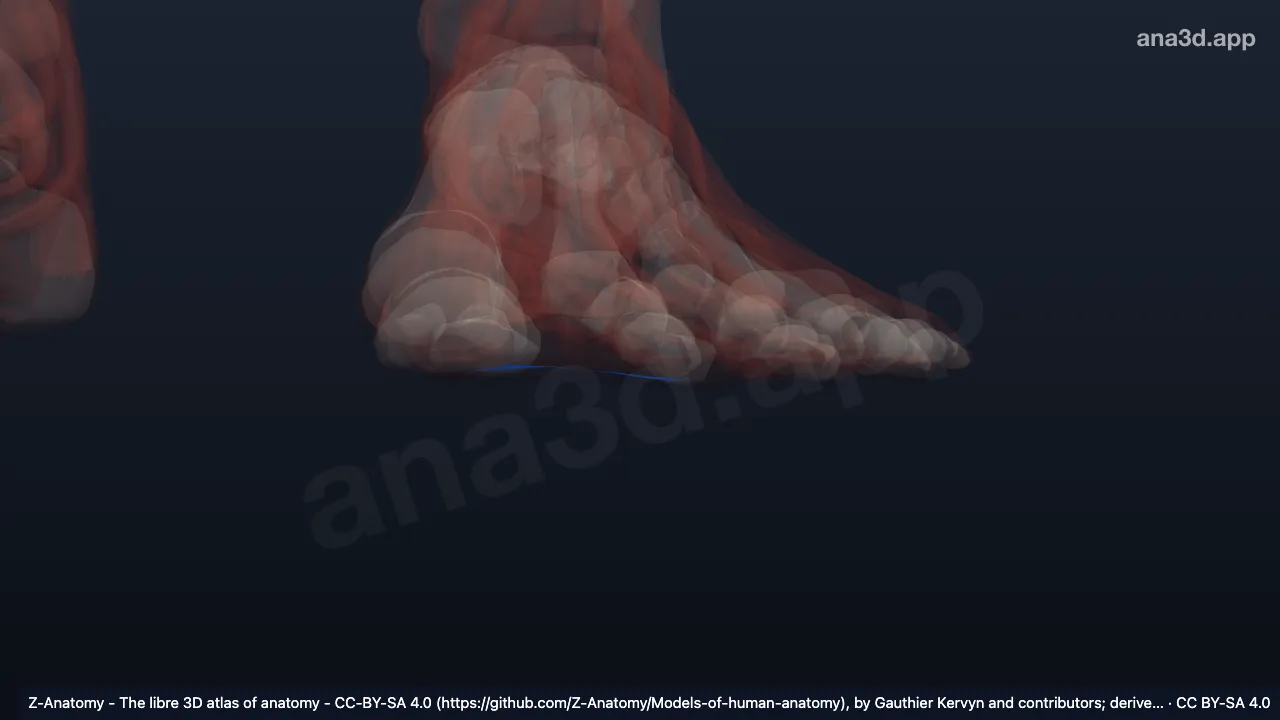 3D-Modell: Linkes Ligamentum metatarsale transversum superficiale