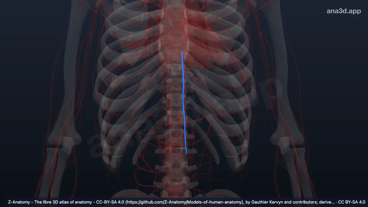 Modèle 3D : Veines épigastriques supérieures gauches