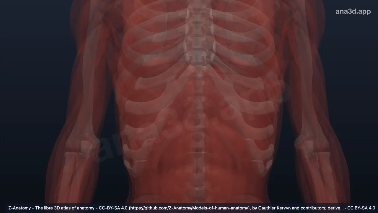 3Dモデル：左上伸筋支帯