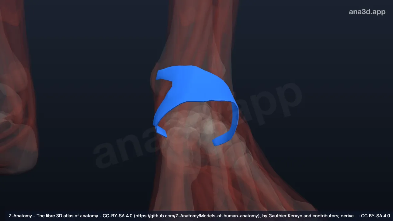 Modèle 3D : Rétinaculum supérieur des fibulaires gauche