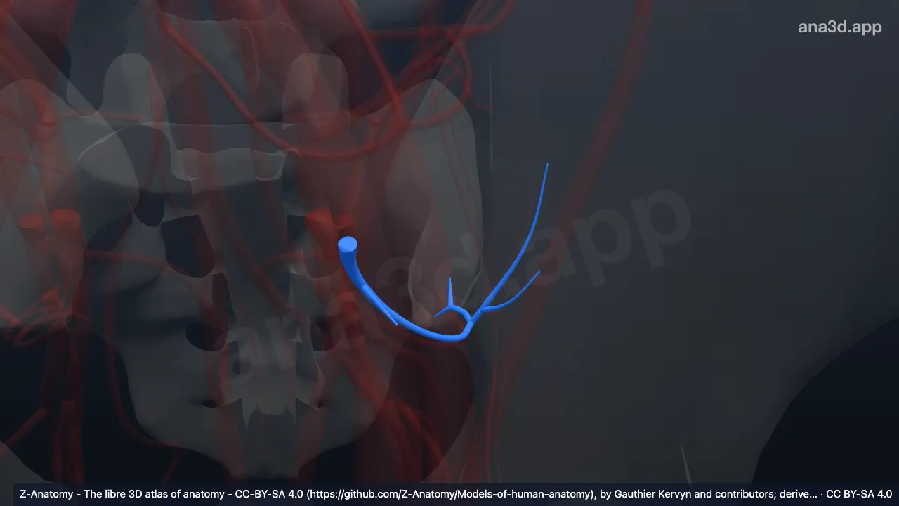 Modelo 3D: Artéria glútea superior esquerda