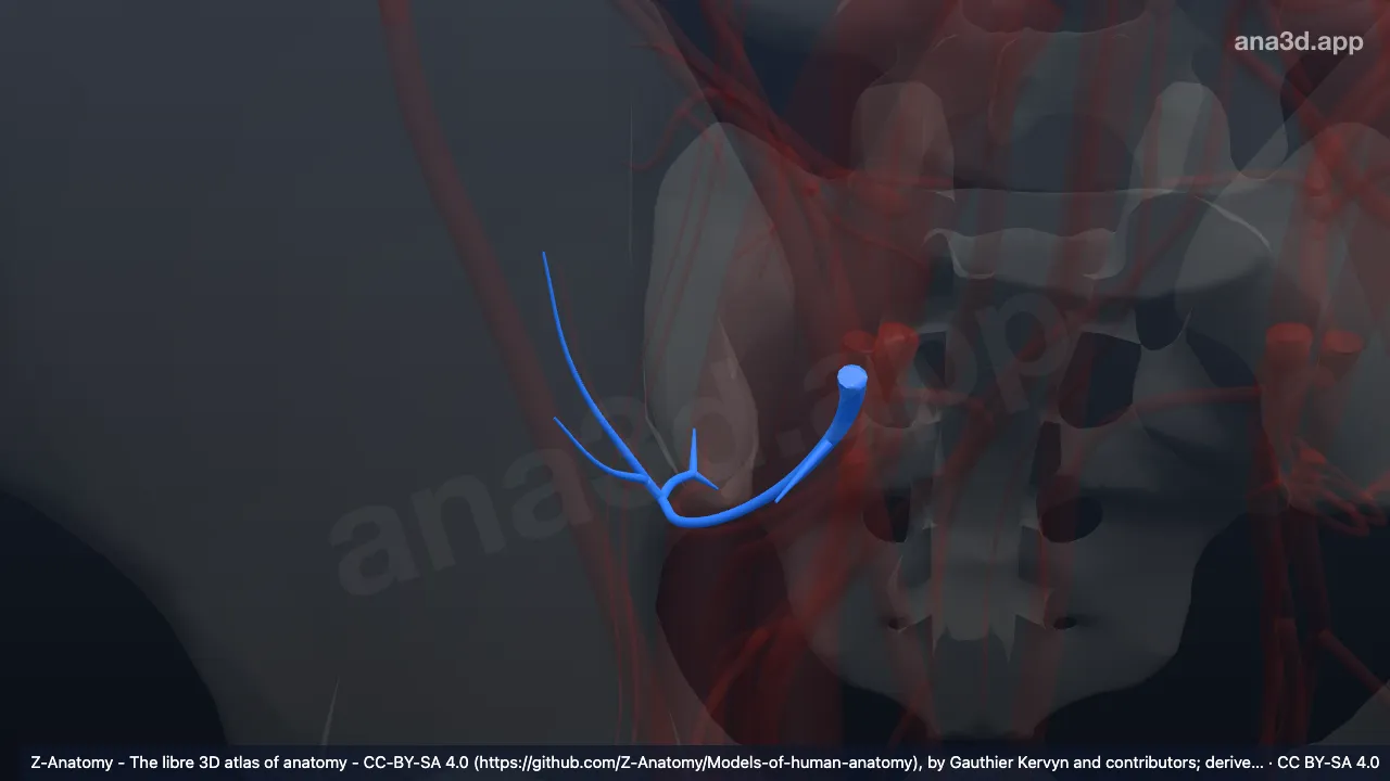 Modelo 3D: Arteria glútea superior derecha