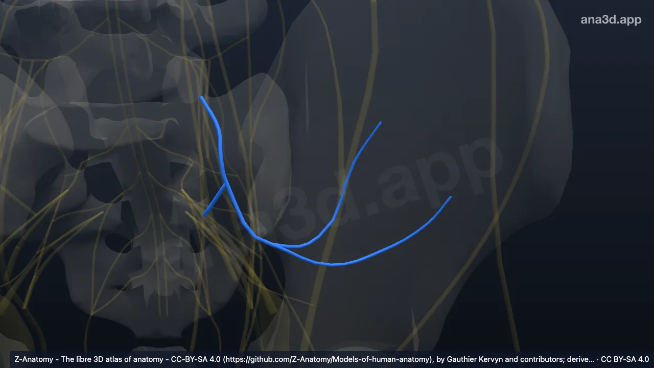Model 3D: Saraf gluteus superior kiri