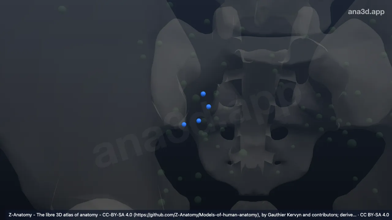 Model 3D: Kelenjar getah bening glutea superior kanan