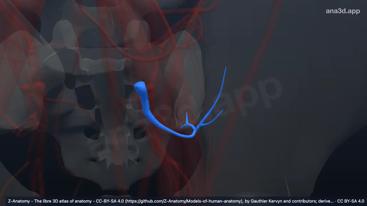 Modèle 3D : Veines glutéales supérieures gauches