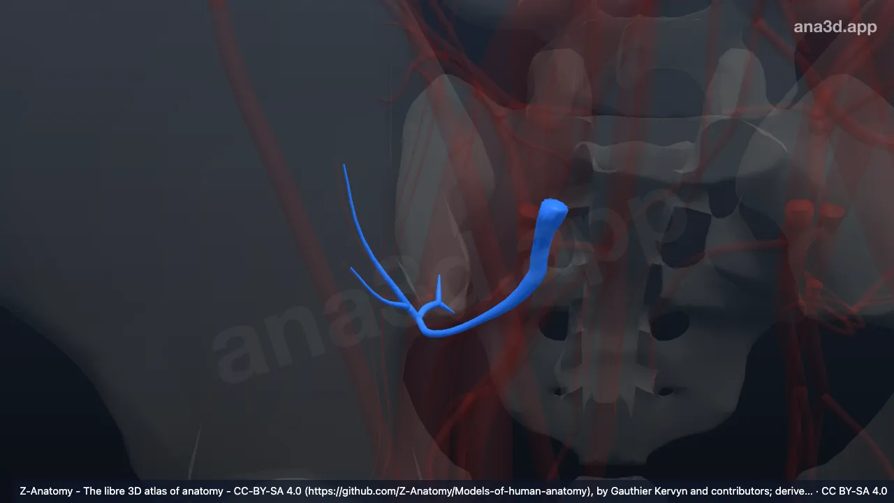 Modèle 3D : Veines glutéales supérieures droites