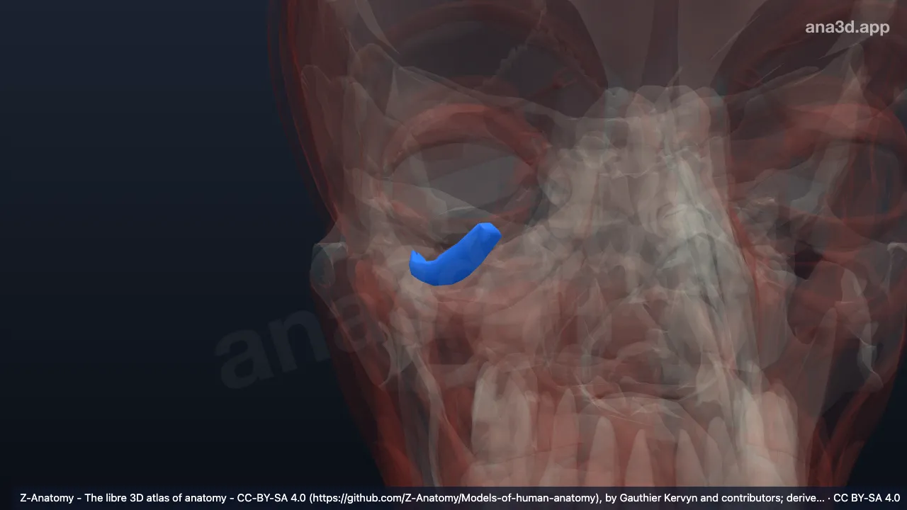 Modelo 3D: Cabeça superior do músculo pterigóideo lateral direito