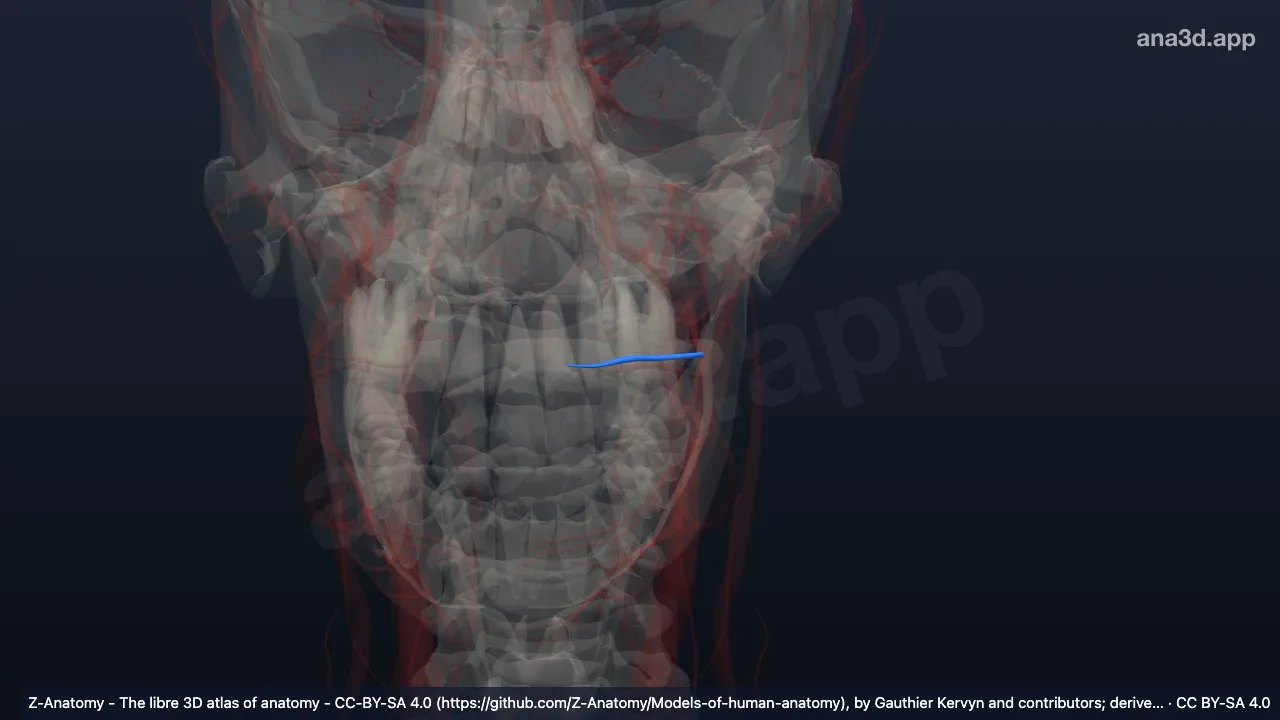 Modelo 3D: Arteria labial superior izquierda