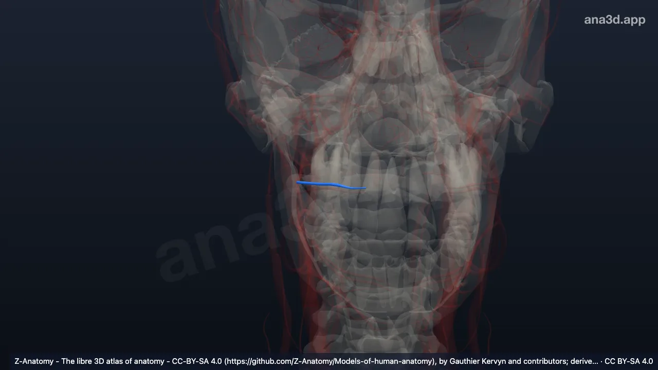 Modelo 3D: Arteria labial superior derecha