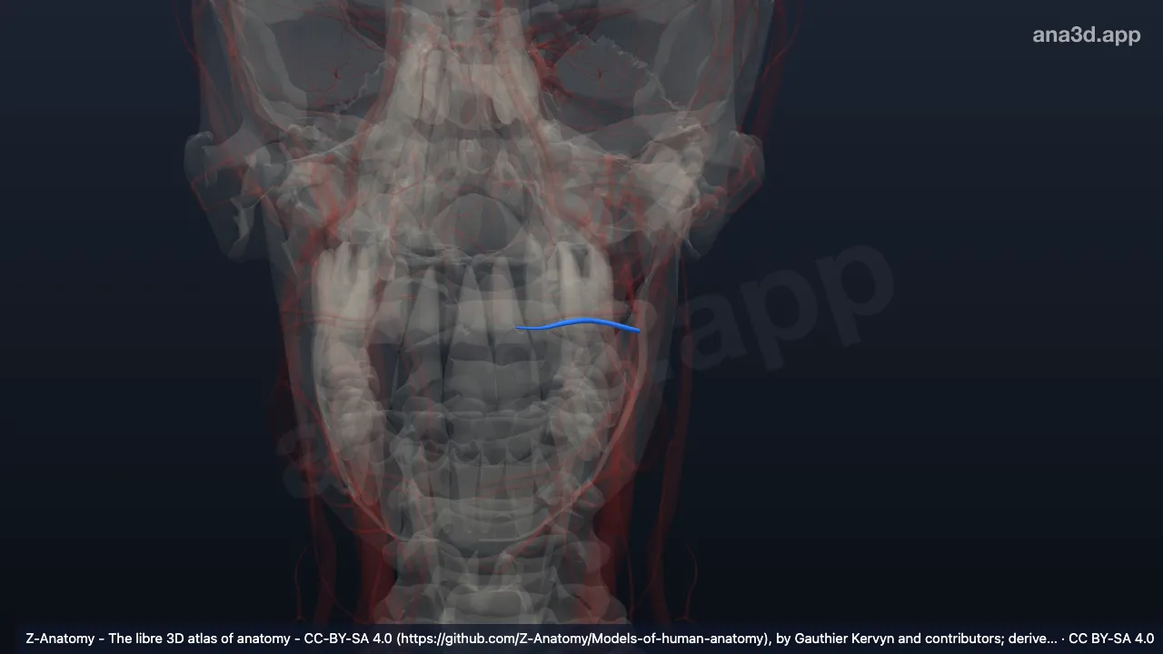 Modelo 3D: Veia labial superior esquerda
