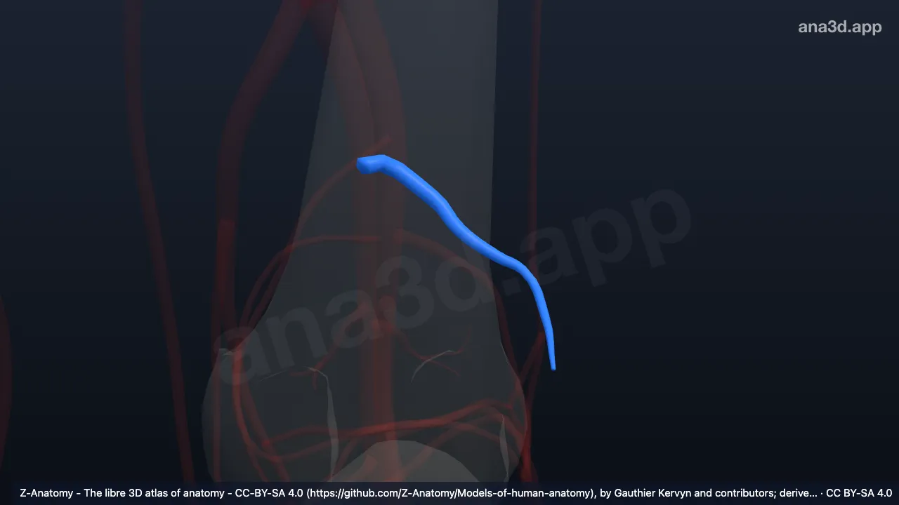 Model 3D: Arteri genikularis lateralis superior kiri