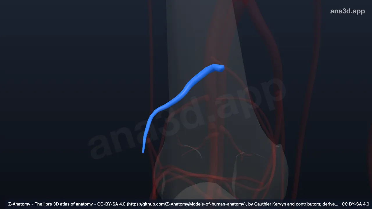 Model 3D: Arteri genikularis lateralis superior kanan