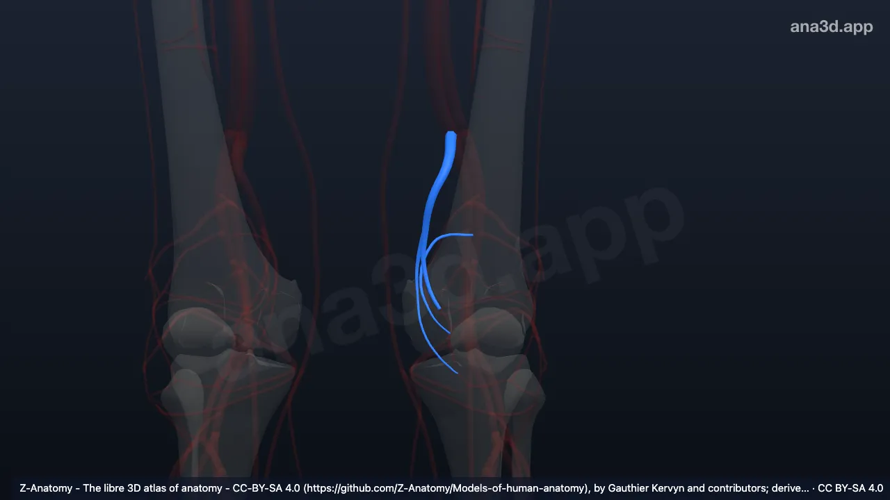 Modelo 3D: Arteria genicular superior medial izquierda