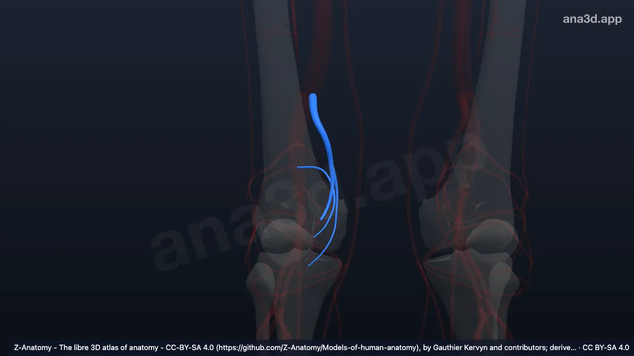 Modelo 3D: Arteria genicular superior medial derecha