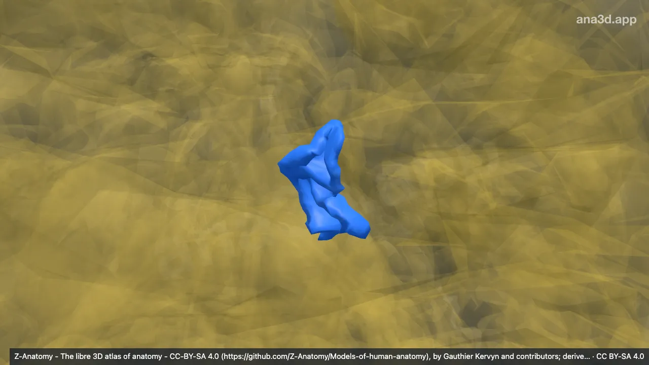 Modelo 3D: Giros occipitais superiores esquerdos