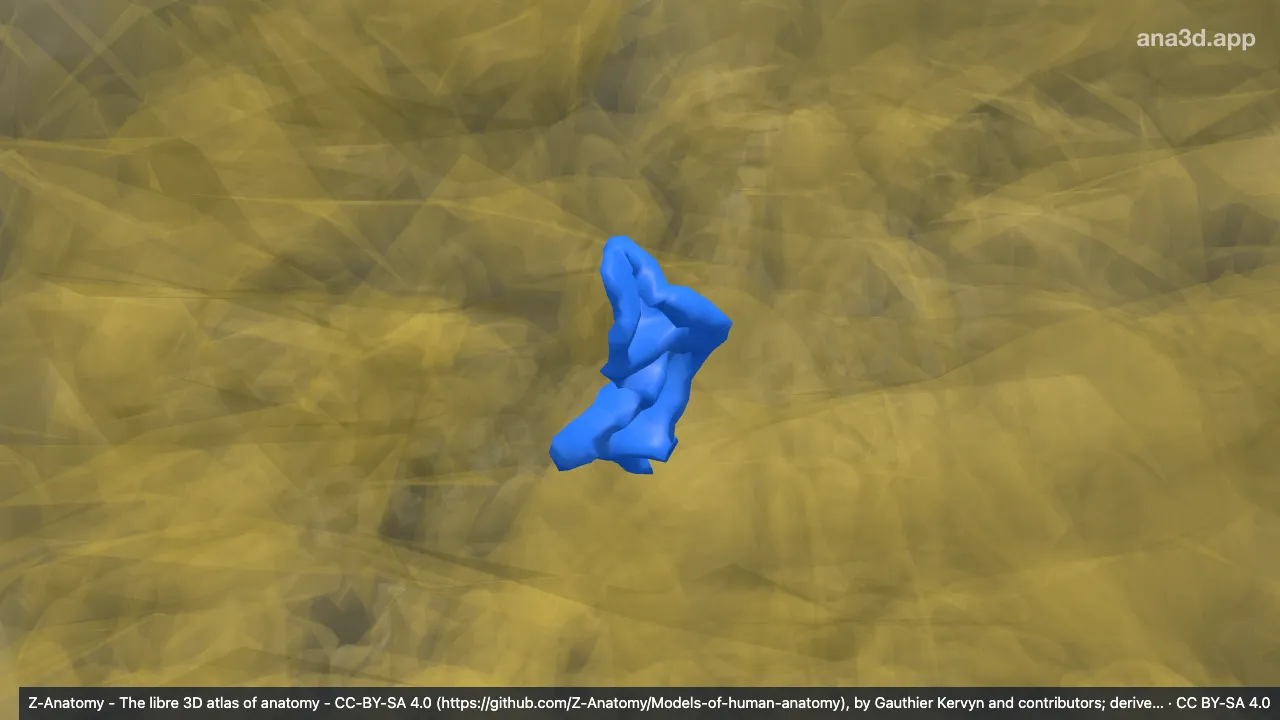Modelo 3D: Giros occipitais superiores direitos
