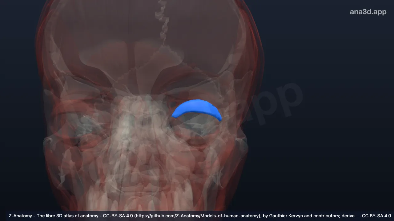 3D 模型：左睑板