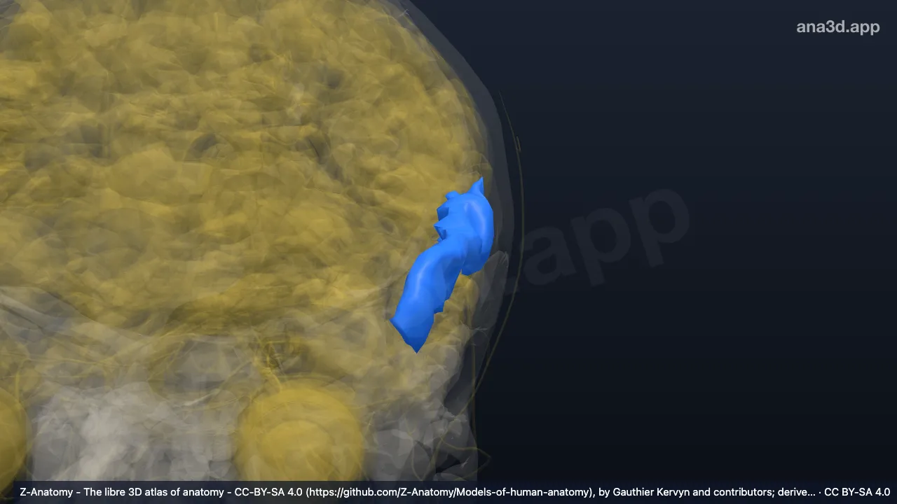 Modelo 3D: Giro temporal superior esquerdo (parte lateral)