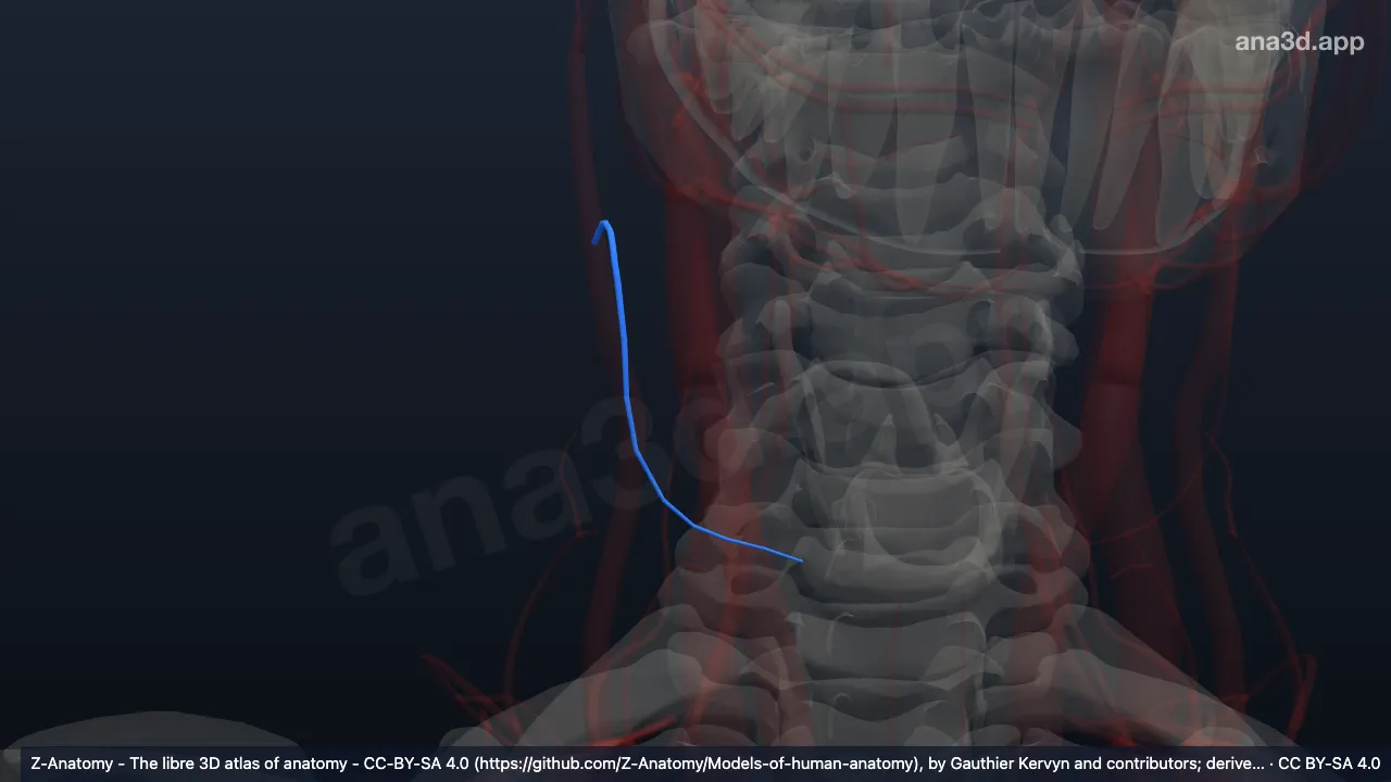 3D 模型：右甲状腺上静脉