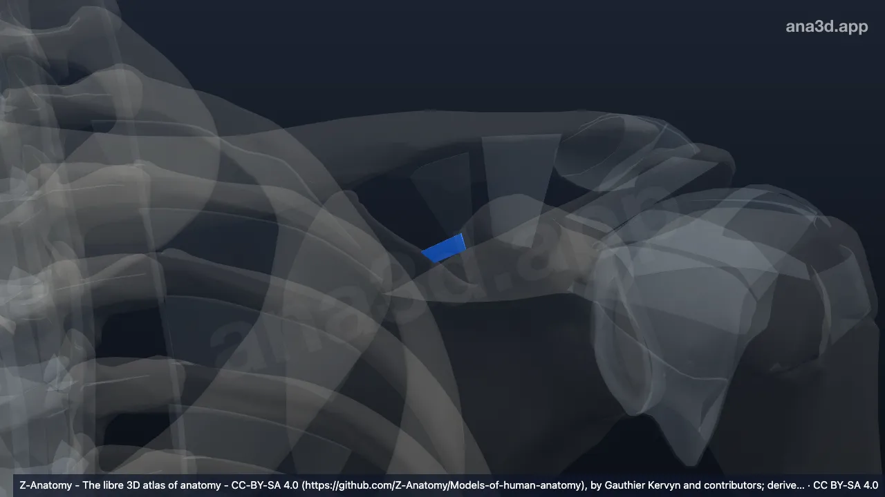 Modelo 3D: Ligamento transverso superior de la escápula izquierda