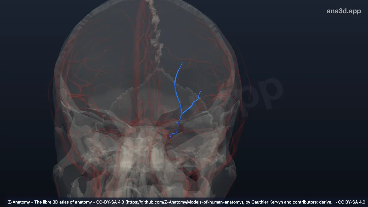 Modelo 3D: Artéria supraorbital esquerda