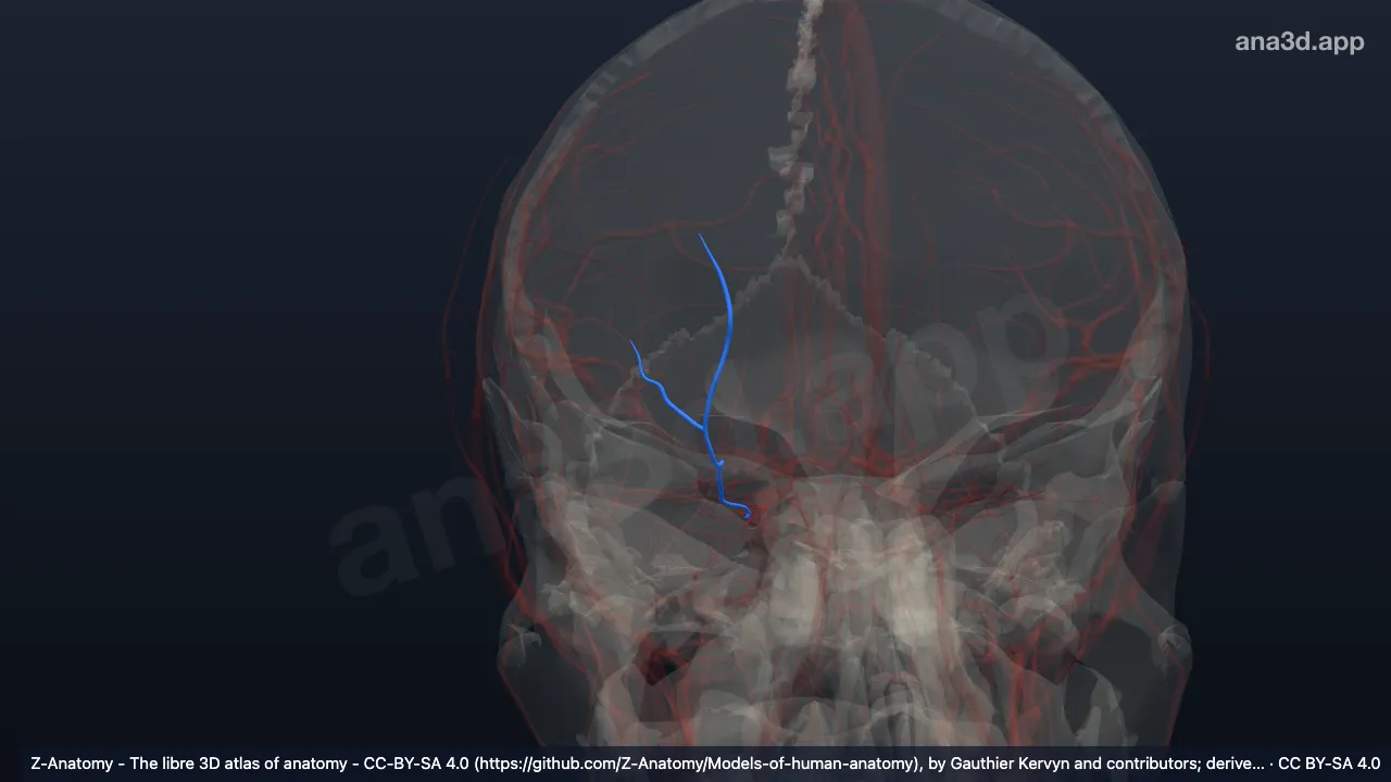 3D-Modell: Rechte Arteria supraorbitalis