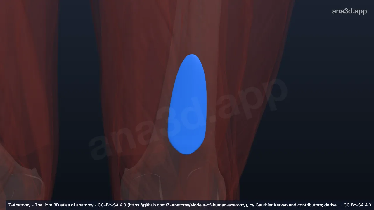 Modèle 3D : Bourse suprapatellaire gauche
