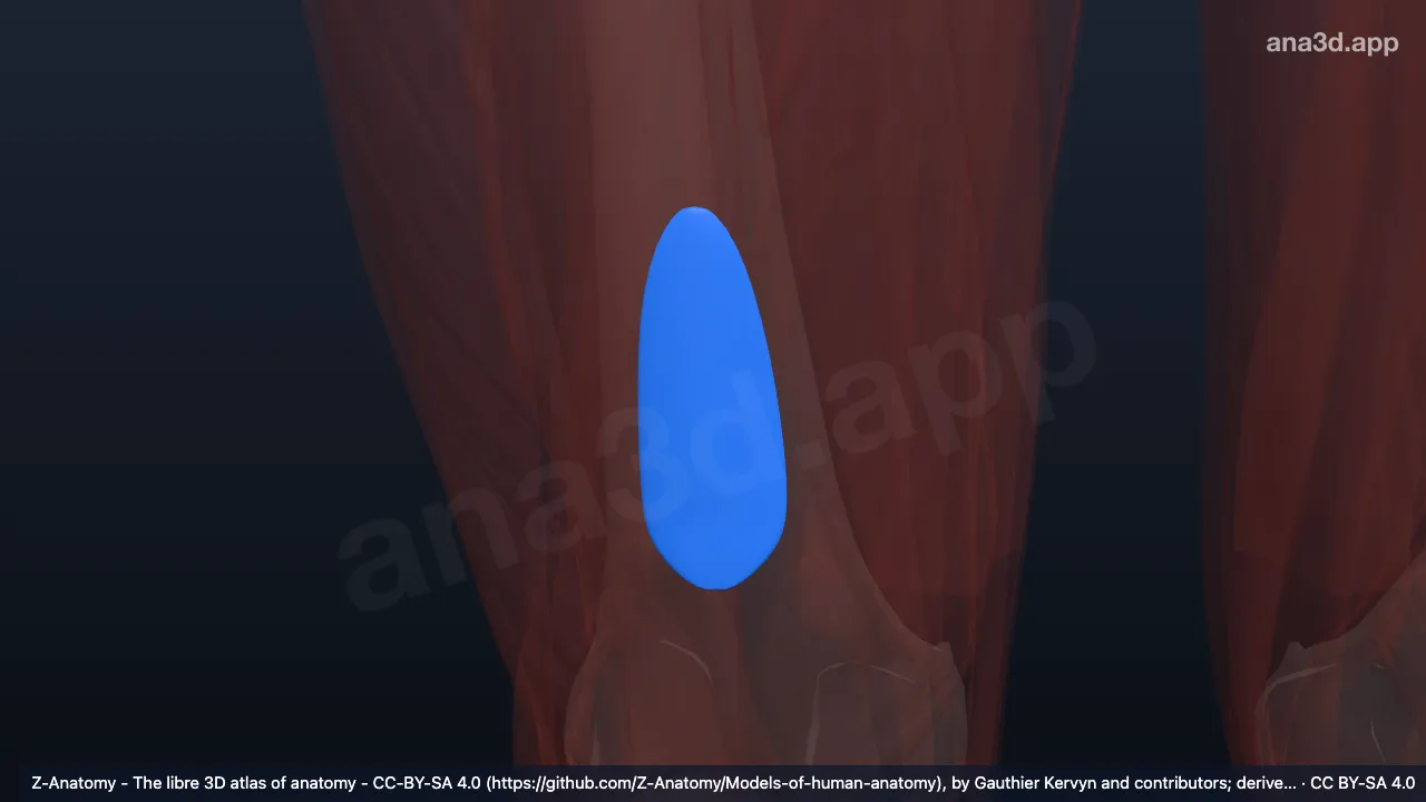 Modelo 3D: Bolsa suprapatelar derecha