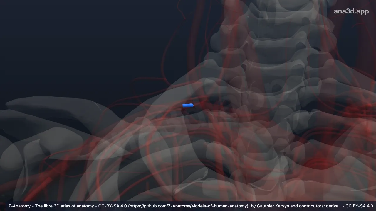Model 3D: Arteri interkostalis suprema kanan