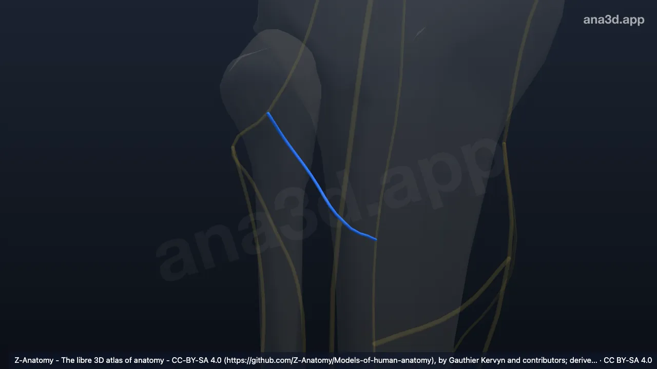 Modèle 3D : Branche surale communicante du nerf fibulaire commun droit