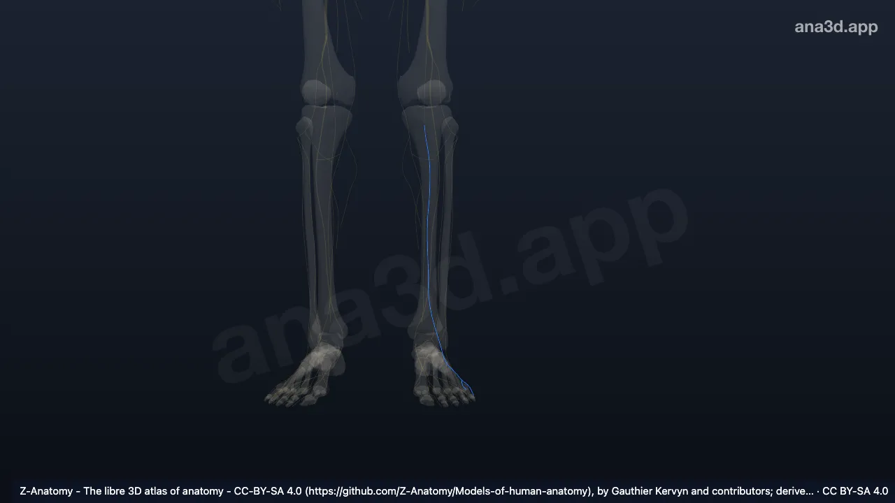 3D model: left sural nerve
