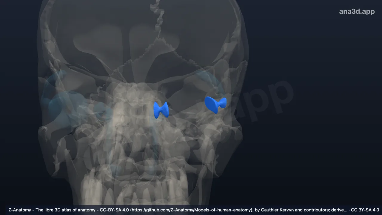 Modèle 3D : Ligament suspenseur du bulbe de l’œil gauche