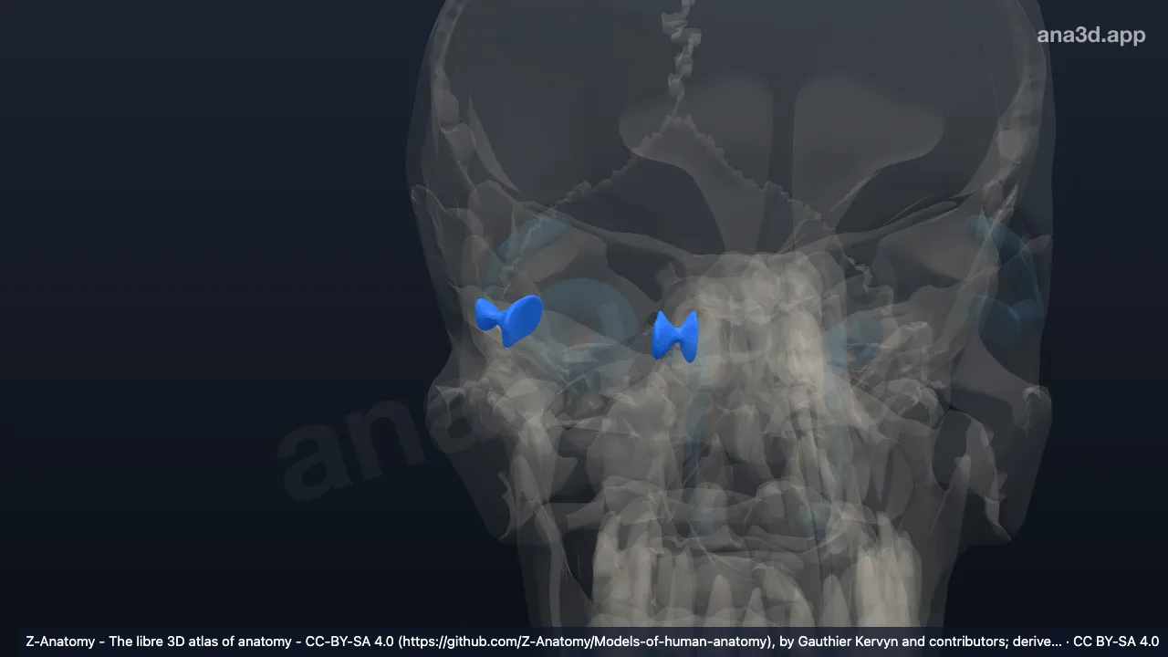 3D-Modell: Rechtes Lockwood-Ligament
