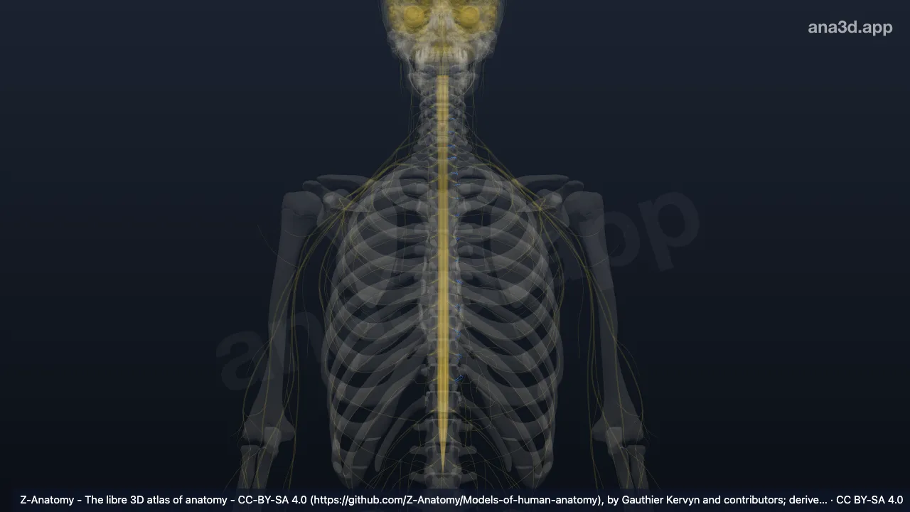 Modèle 3D : Nerfs sympathiques gauches
