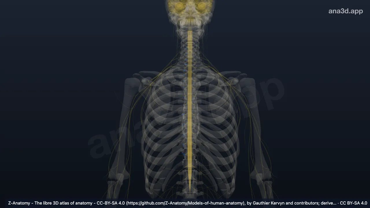 3D model: right sympathetic nerves