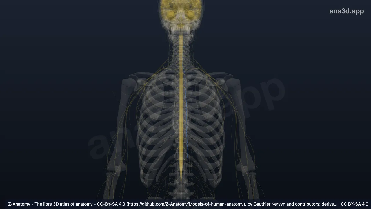 Modèle 3D : Tronc sympathique gauche