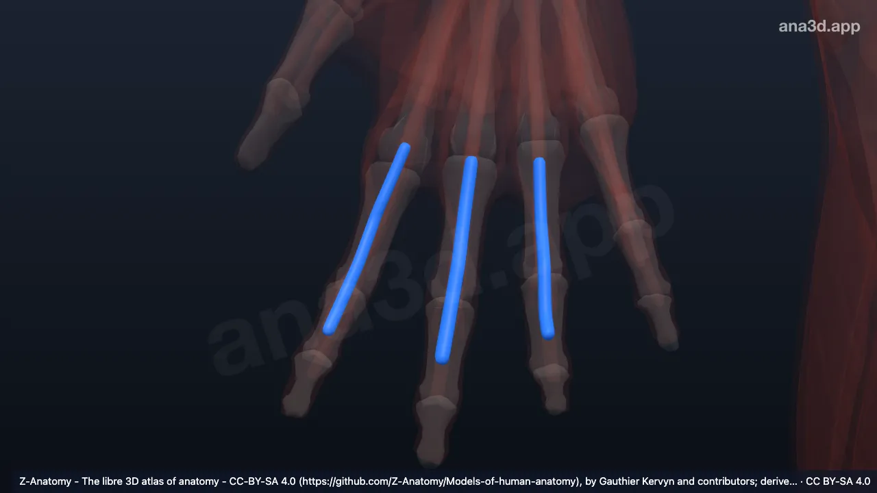3D 模型：右手指滑膜鞘