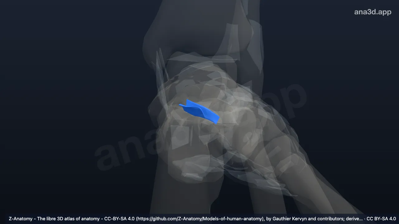 3D model: left talocalcaneal interosseous ligament