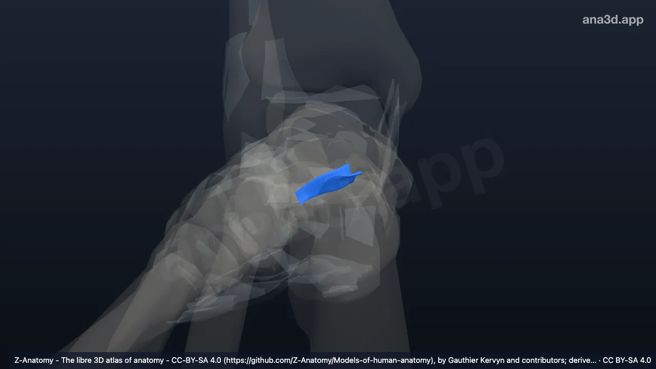 Modelo 3D: Ligamento talocalcáneo interóseo derecho