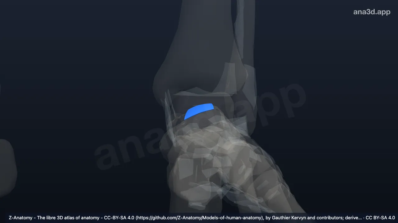 3D model: left talonavicular ligament