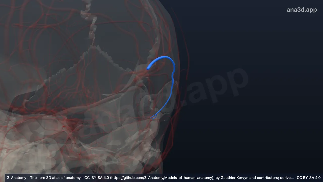 3D 模型：左大脑中动脉颞支