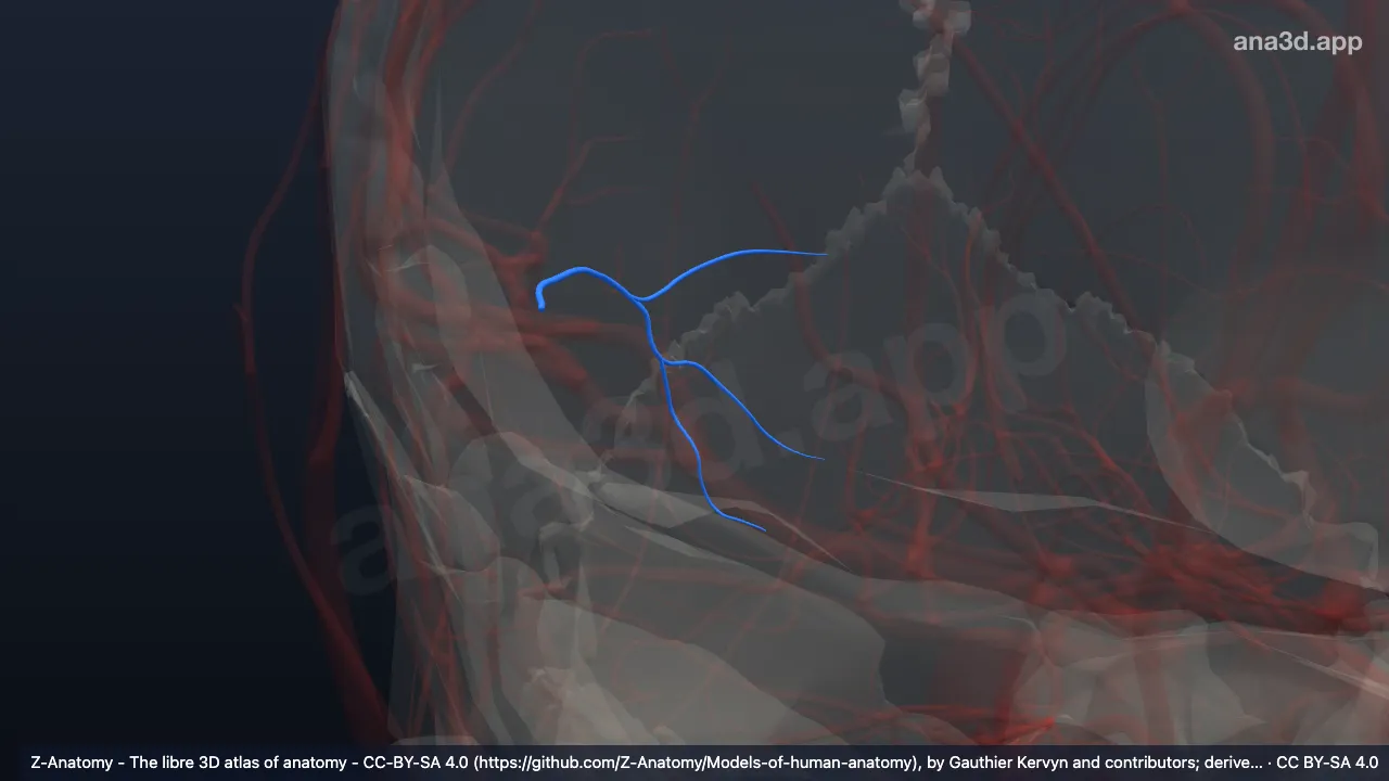 3D model: right temporo-occipital branch