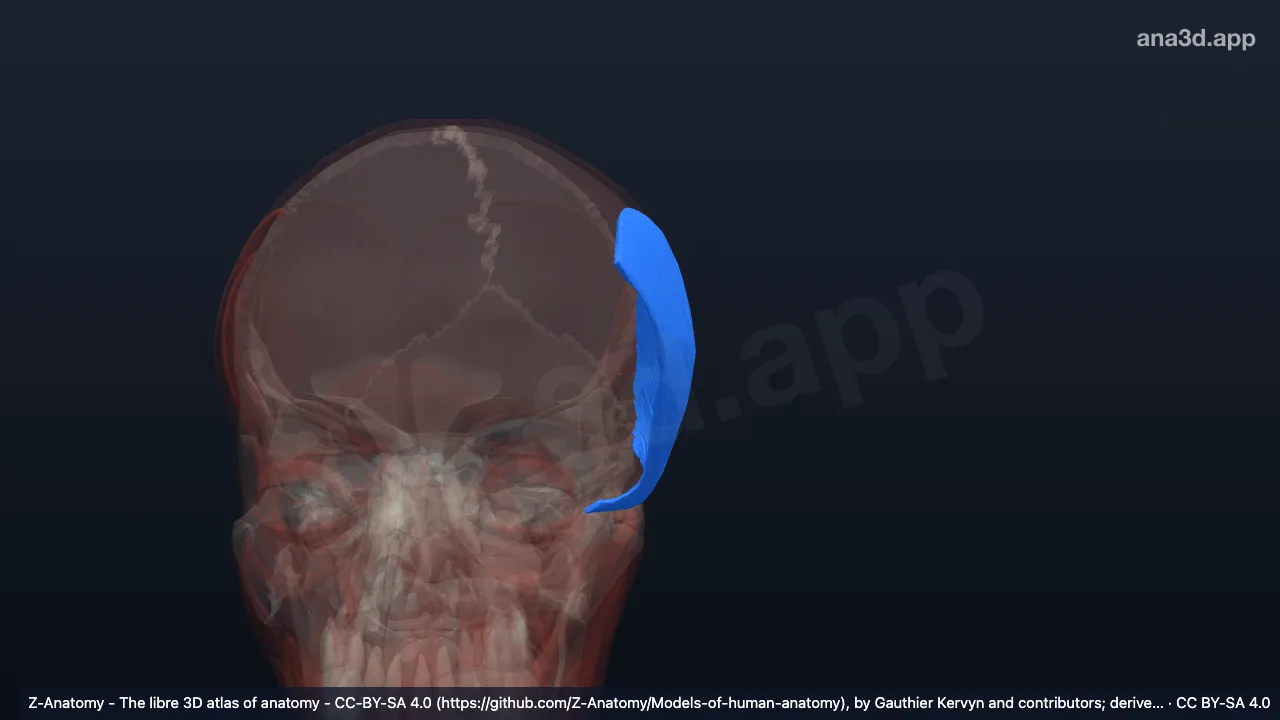 3D-Modell: Linker Musculus temporoparietalis