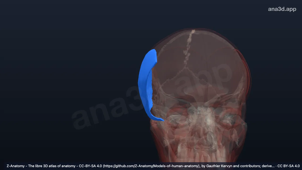 3D 模型：右颞顶肌